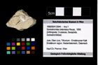 Foto (Objekt + Etikett) von Goniodromites bidentatus (Reuss, 1858)  (NHMW-GEO-1990-0041-2944)